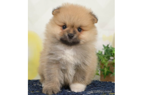 成約済の千葉県のポメラニアン-226746の4枚目